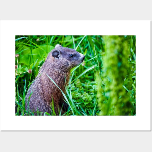 Groundhog in the Grass Photograph Wall Art by love-fi
